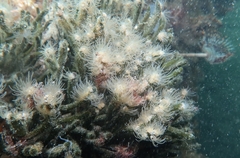 Bunodeopsis strumosa