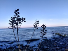 Lepidium perfoliatum