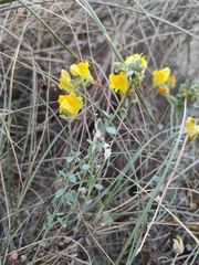 Linaria polygalifolia