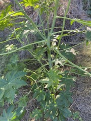Ricinus communis
