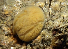 Mycale macilenta