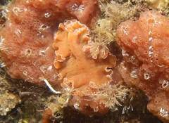 Yungia aurantiaca