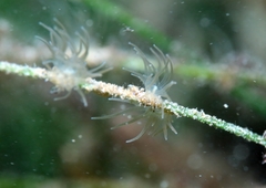 Bunodeopsis strumosa