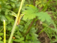 Caryanda spuria