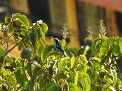 Dacnis hartlaubi