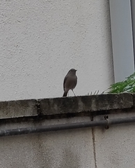 Phoenicurus ochruros