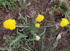 Achillea clypeolata