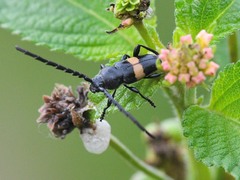 Lissonotus flavocinctus