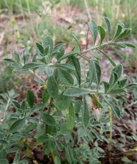 Odontarrhena muralis