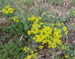 Odontarrhena muralis
