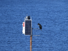 Phalacrocorax carbo