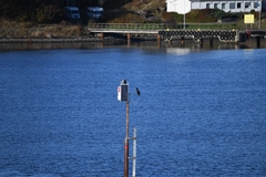 Phalacrocorax carbo