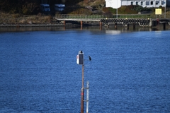 Phalacrocorax carbo