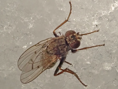 Lispocephala alma