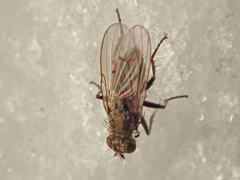 Lispocephala alma