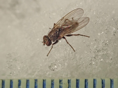 Lispocephala alma