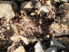 Habronattus captiosus