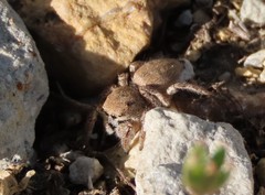 Habronattus captiosus