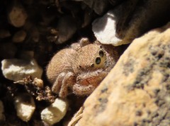 Habronattus captiosus