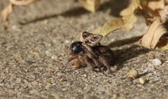 Habronattus captiosus