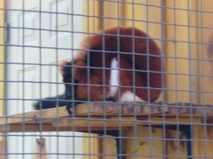 Varecia rubra
