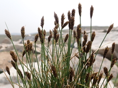 Carex pyrenaica