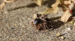 Habronattus captiosus