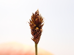 Carex pyrenaica