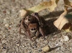 Habronattus captiosus