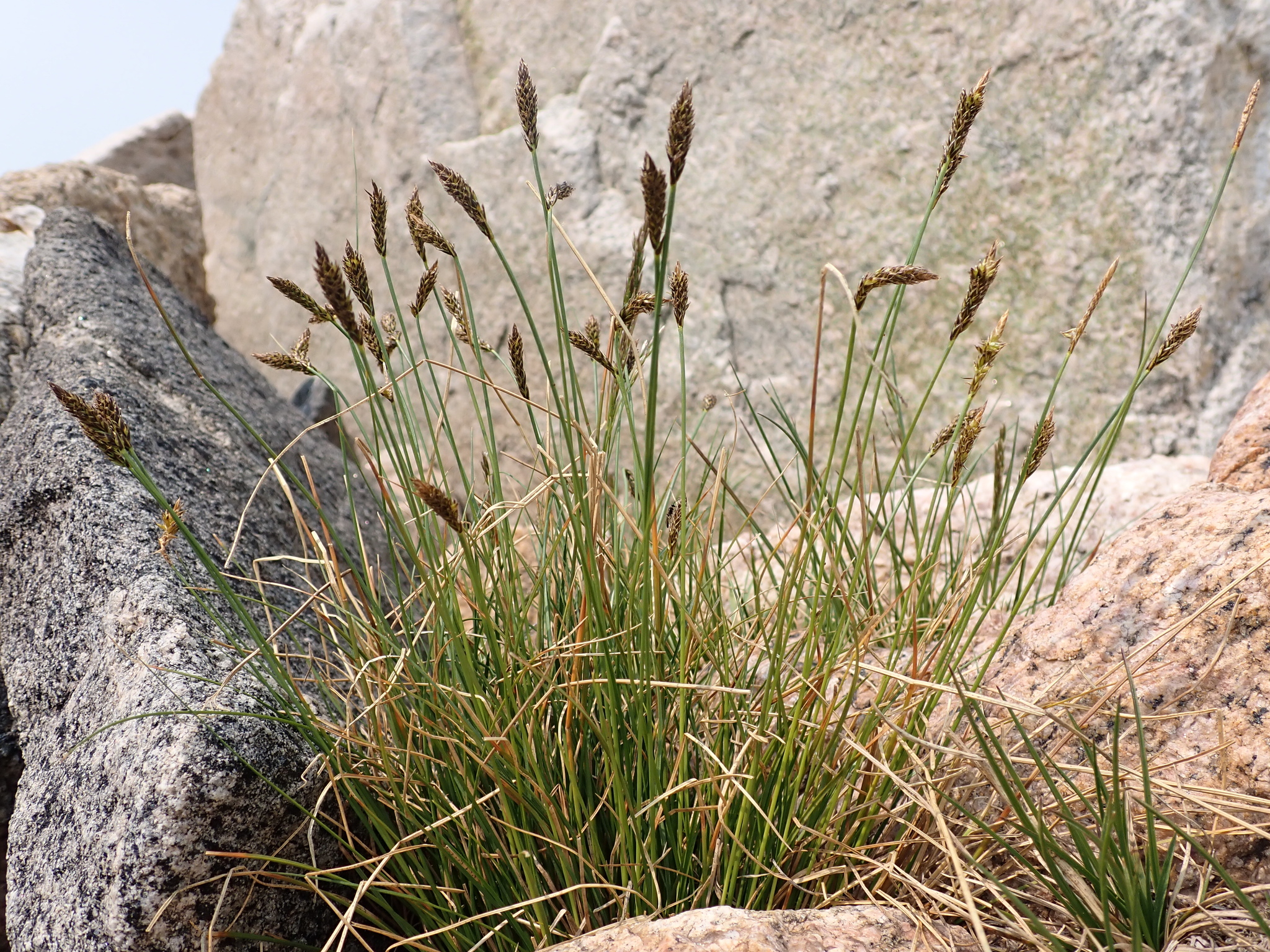 Carex pyrenaica