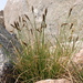 Carex pyrenaica - Photo (c) Matt Lavin,  זכויות יוצרים חלקיות (CC BY-SA)