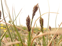 Carex pyrenaica