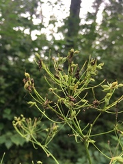Thalictrum aquilegiifolium