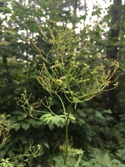 Thalictrum aquilegiifolium