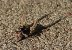Habronattus captiosus