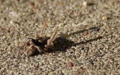 Habronattus captiosus