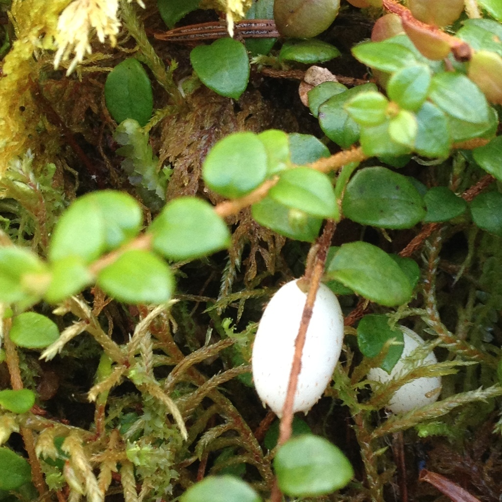 creeping snowberry (Gaultheria hispidula) · iNaturalist United Kingdom