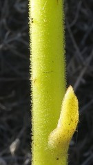 Cotyledon cuneata