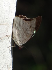 Archaeoprepona demophoon