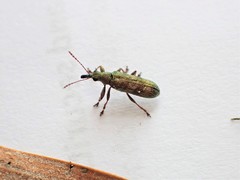 Rhicnobelus metallicus