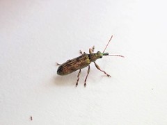 Rhicnobelus metallicus