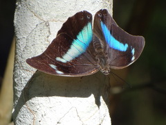 Archaeoprepona demophoon