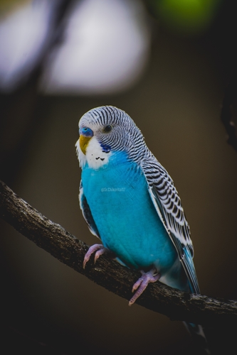 Domestic Budgerigar