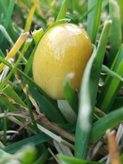 Basidiomycota