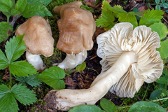 Neohygrocybe