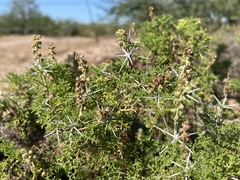 Ambrosia bryantii