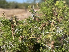 Ambrosia bryantii