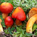 Crimson Waxcap - Photo (c) Federico Calledda, some rights reserved (CC BY-NC), uploaded by Federico Calledda