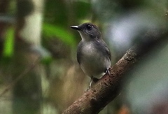 Alethe diademata