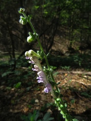 Scutellaria columnae